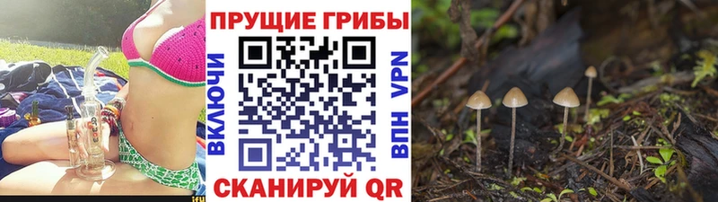 Галлюциногенные грибы ЛСД  hydra ССЫЛКА  Новозыбков 