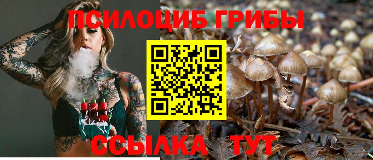 Новозыбков  Псилоцибиновые грибы Magic Shrooms  Вход с VPN 